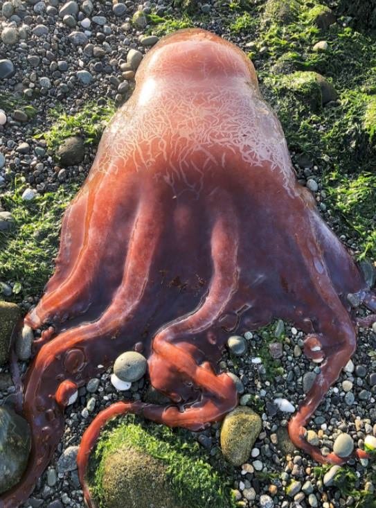 Criatura bizarra encontrada em praia