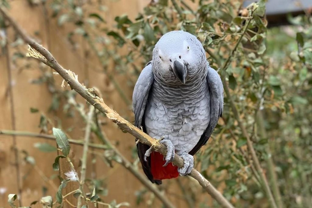 Papagaio-cinza africano