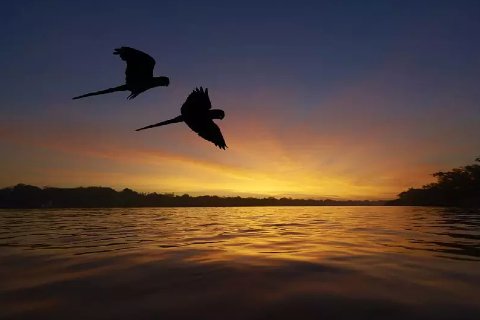 Passeio na Amazônia