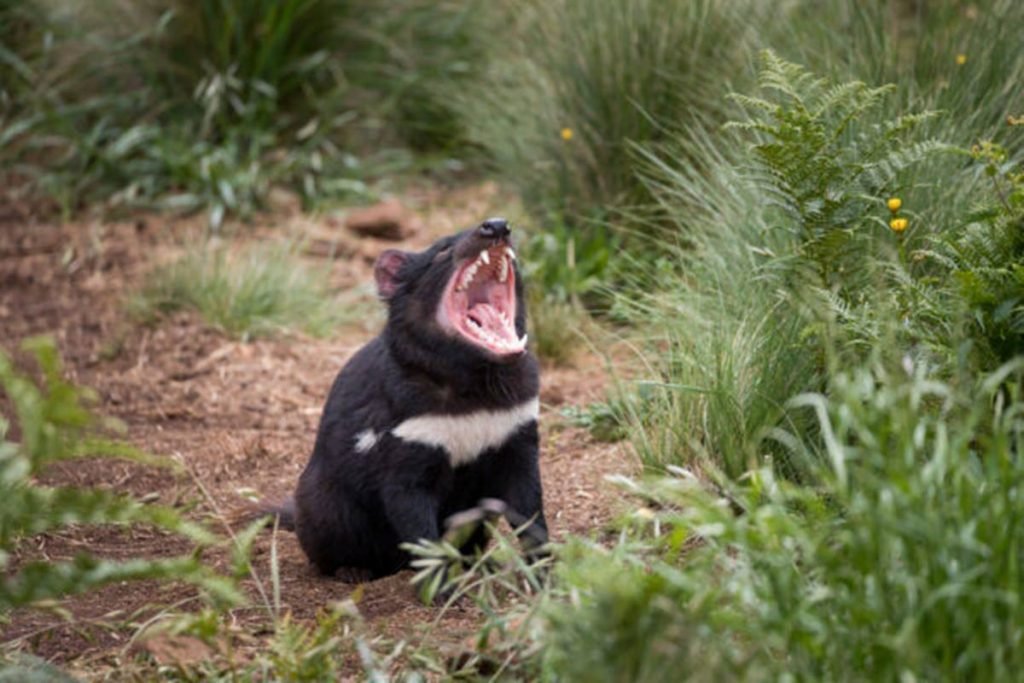 Demônios Da Tasmânia Retornam à Austrália Após Três Mil Anos De Extinção 2642