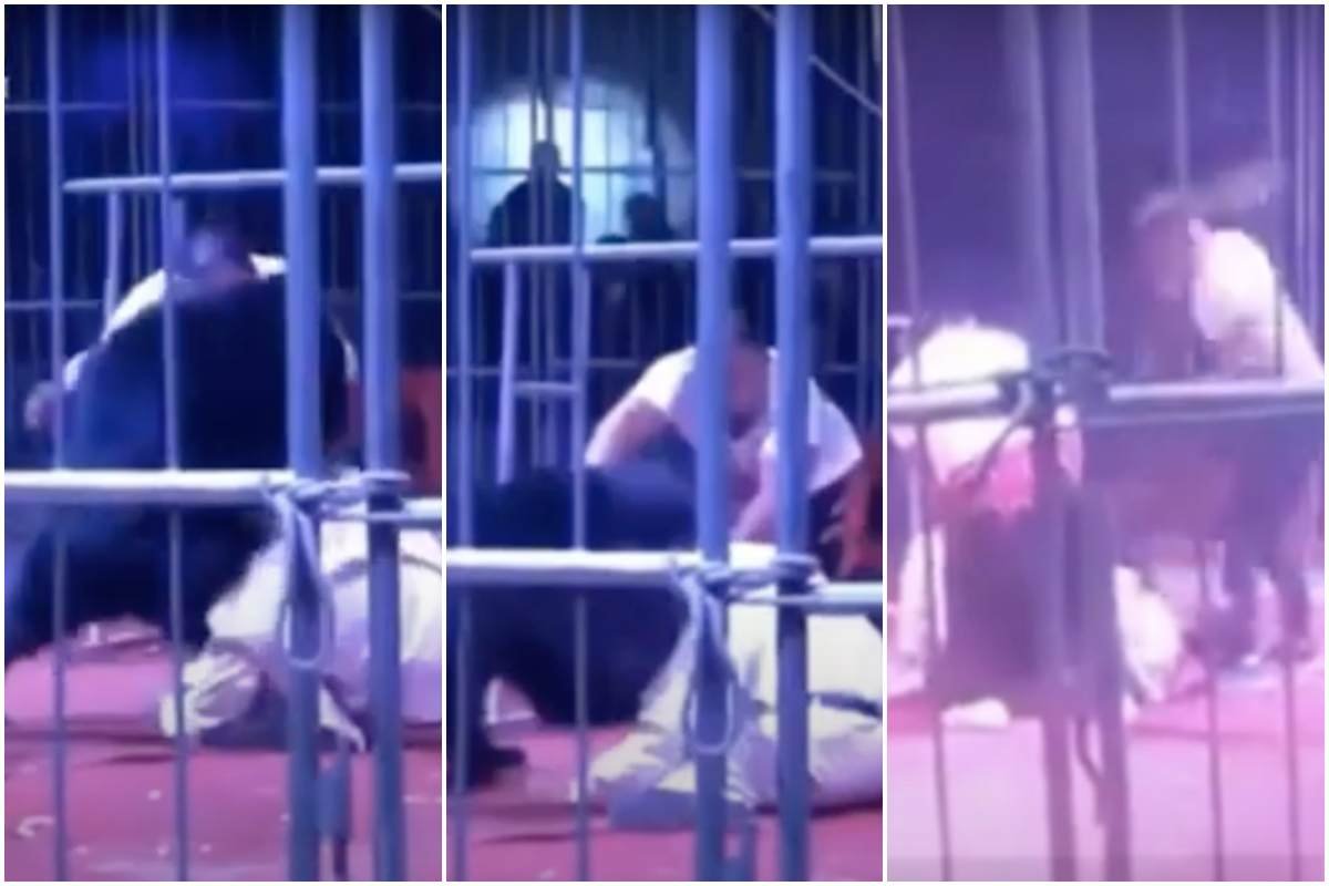 ataque de urso em circo chinÊs