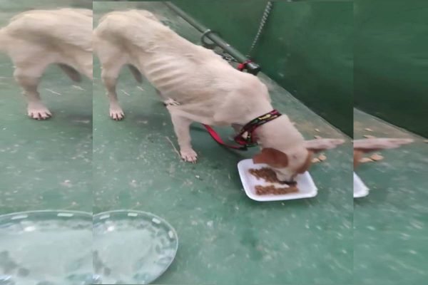 PCDF resgata cadela vítima de maus-tratos