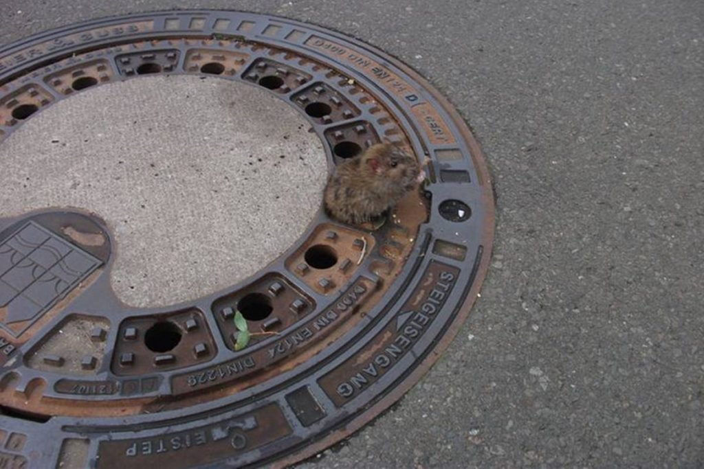 Ratazana gigante” é retirada de esgoto após tempestade e assusta moradores