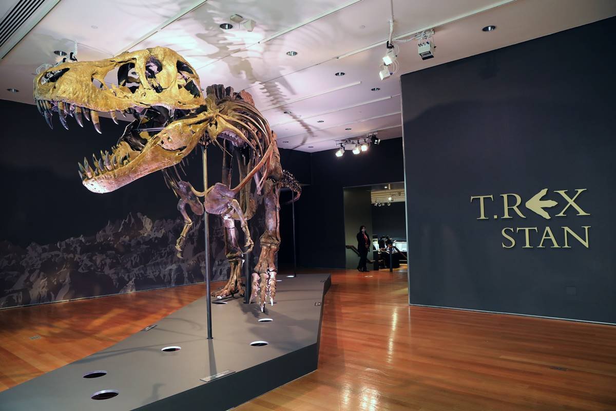 Crânio de T. Rex é leiloado por US$ 6,1 milhões - 11/12/2022