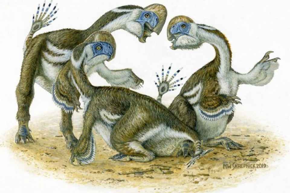 Dinossauro Oksoko avarsan parecido com um papagaio