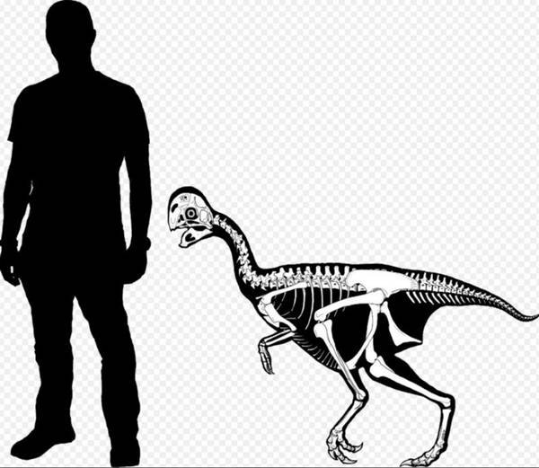 Comparação entre o Oksoko avarsan e um humano