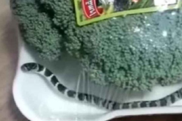 Cobra é encontrada dentro de embalagem de brócolis