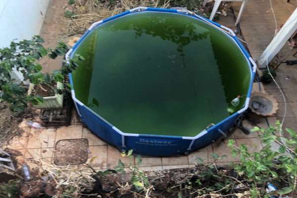 Piscina com água esverdeada e vegetação ao redor.