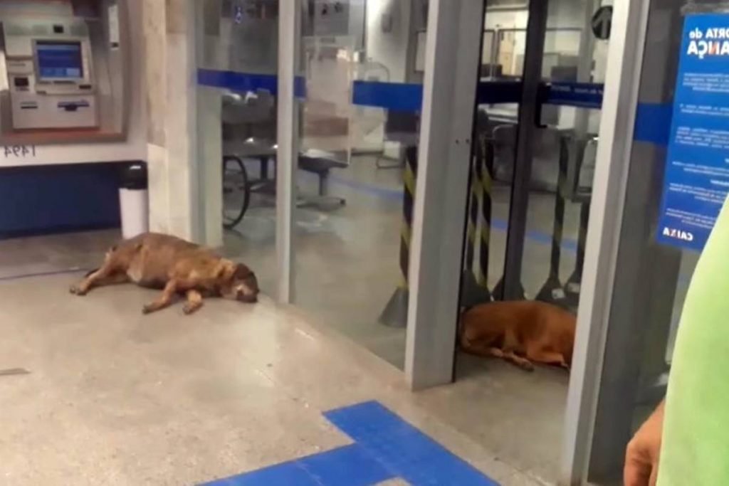 Cachorros com calor em Ubá