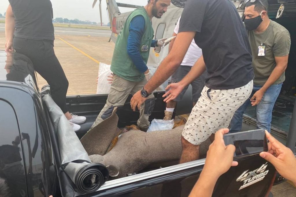 Anta é resgatada com patas queimadas no Pantanal