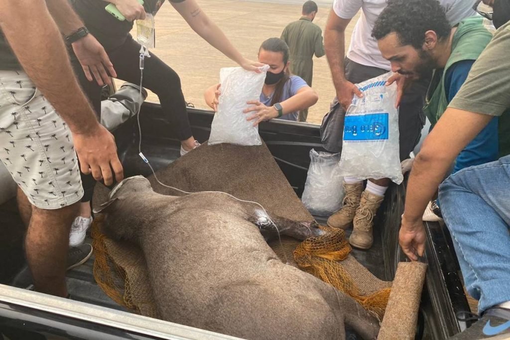 Anta é resgatada com patas queimadas no Pantanal