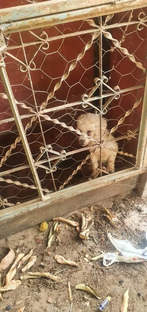 Cadela presa em local insalubre. Autor dos maus-tratos não foi encontrado