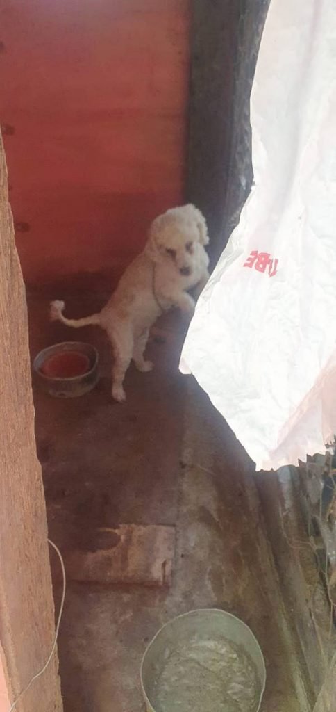 Cadela vítima de maus-tratos na Ponte Alta, no Gama
