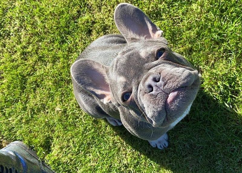 Buldogue