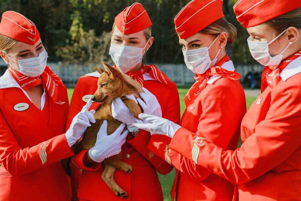 aeromoças russas com cão farejador