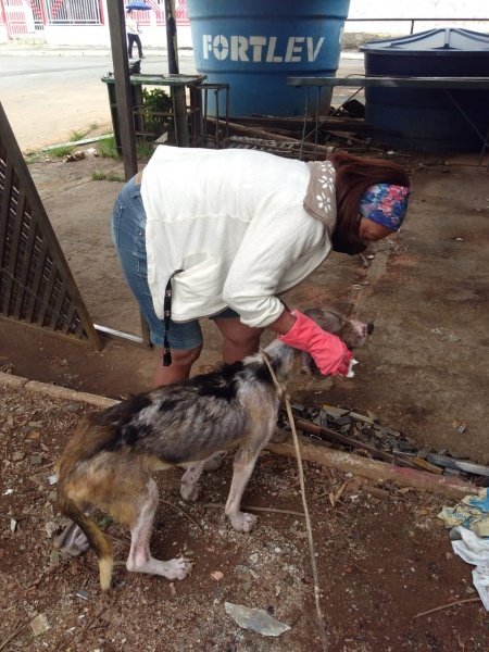 cachorro