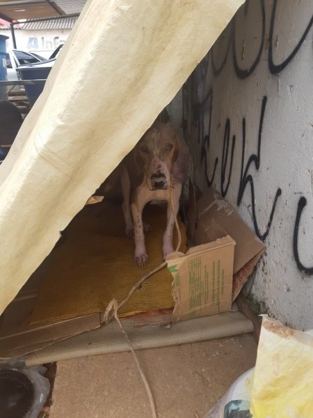 cachorro