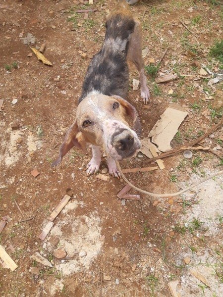 cachorro