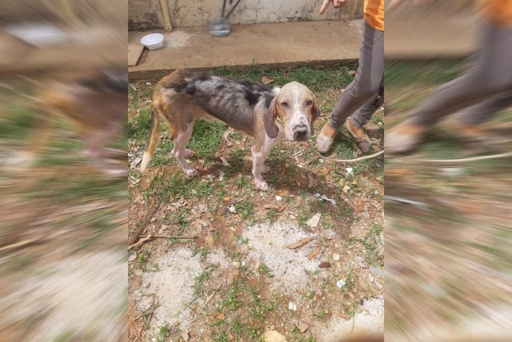 cachorro