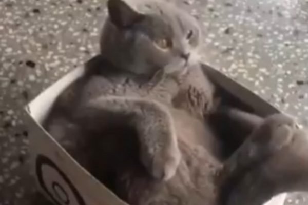 Vídeo hilário: conheça o gato que é o melhor jogador de sinuca do mundo -  Pet e pop
