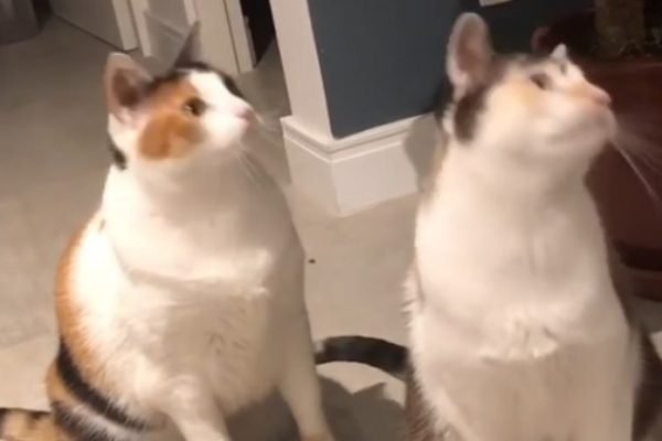 Gatos sendo hipnotizados