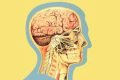 anatomia da cabe&ccedil;a