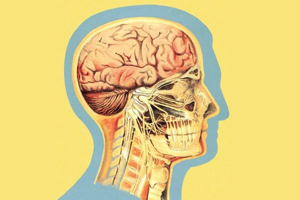 anatomia da cabeça