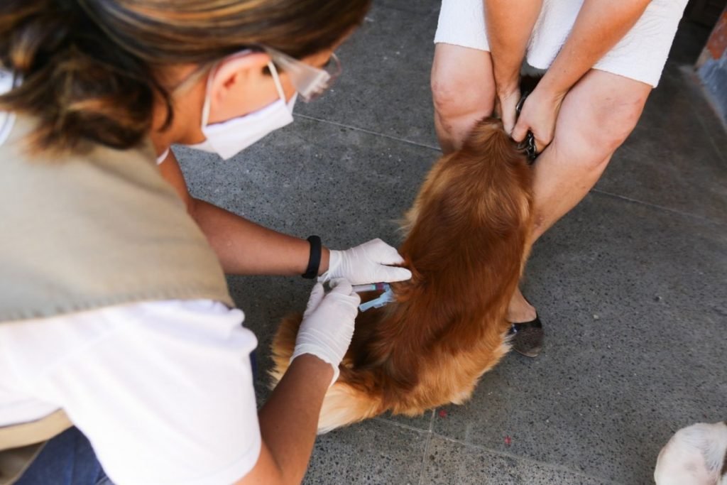 cachorro sendo vacinado antirrábica