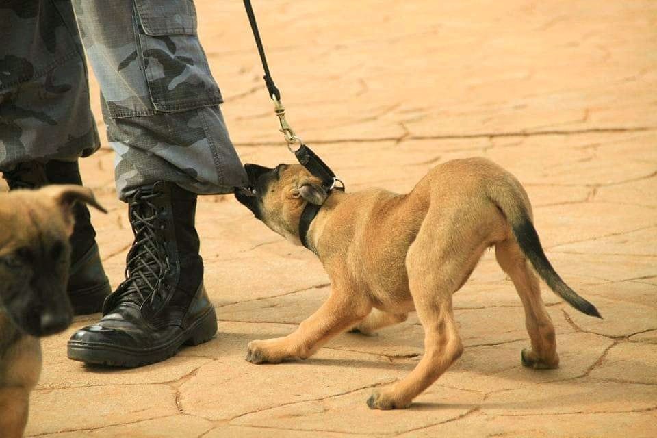 cães da PM