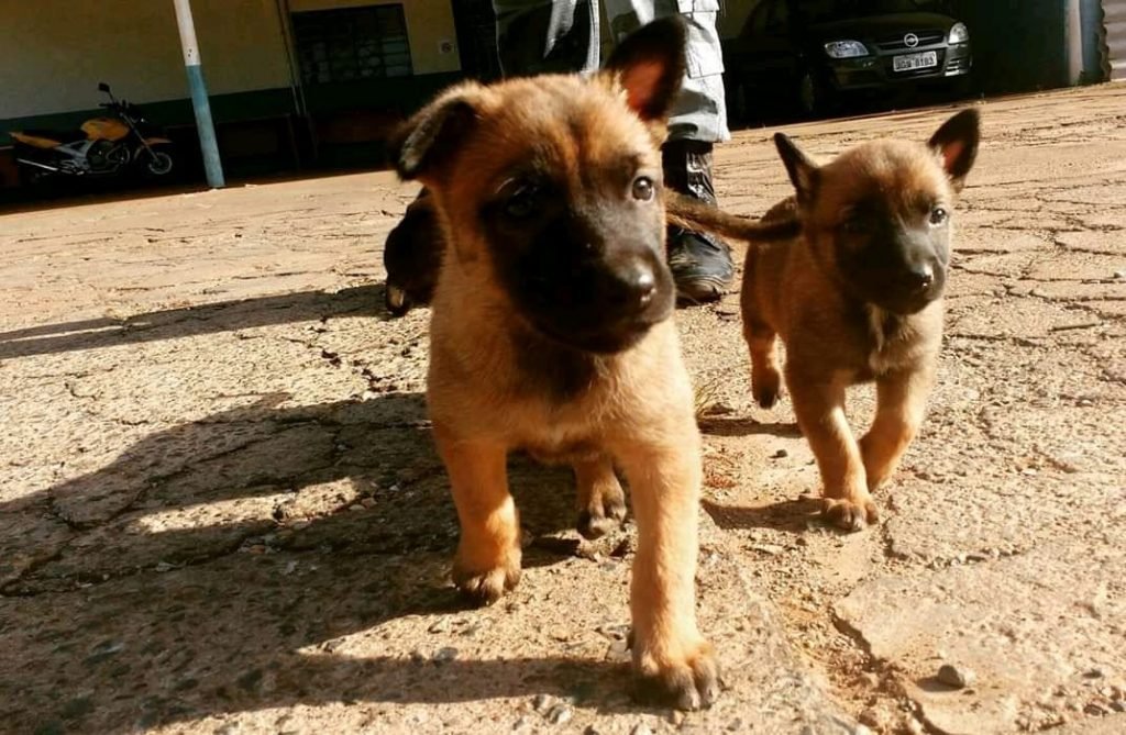 cães da PM