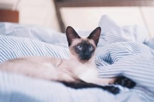 Gatos Siameses