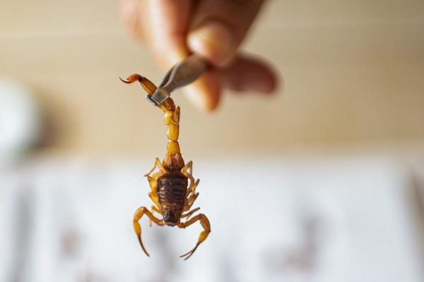 Infestação de escorpiões aflige família na Asa Sul