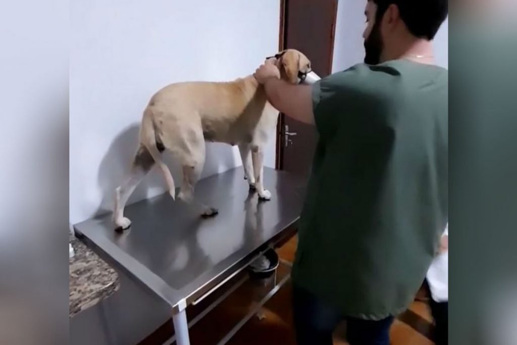 Cadela é vítima de zoofilia em Caldas Novas