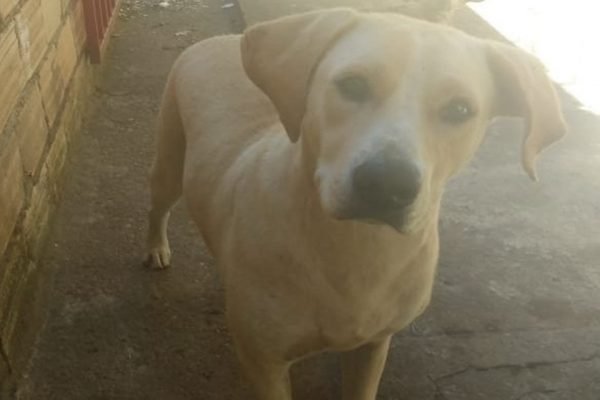 Candidato suspeito de estuprar cadela não pode ser preso durante campanha