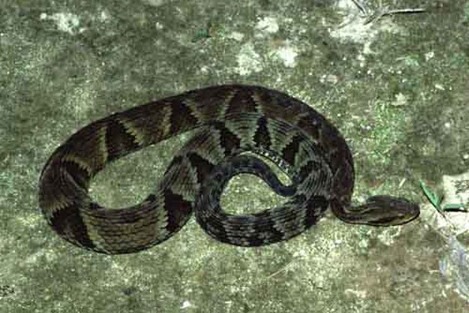 cobra jararaca