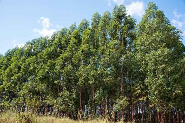 Confira 10 profissões que estão em alta na área ambiental