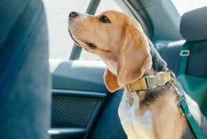 Cachorro dentro do carro