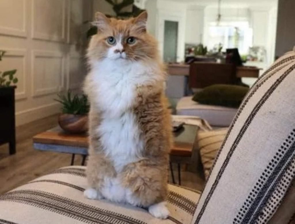 Gato sem as patas dianteiras