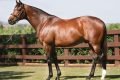 Cavalo Galileo