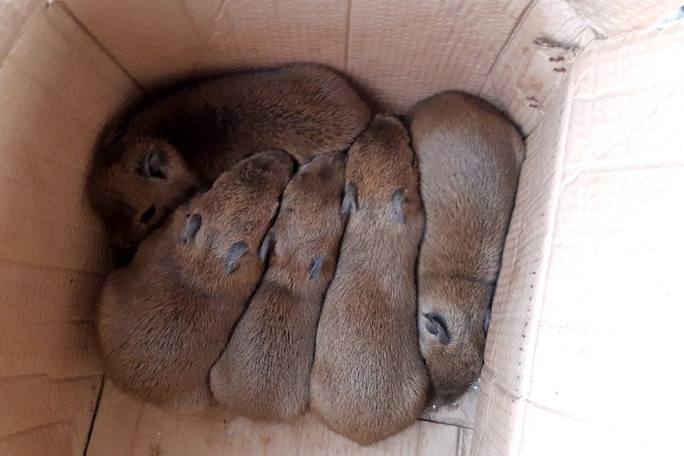 Filhotes de capivara