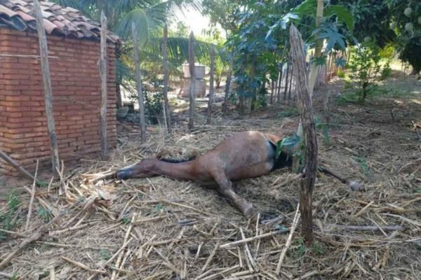 Ataque de abelhas mata dois cavalos e um cachorro CompreRural