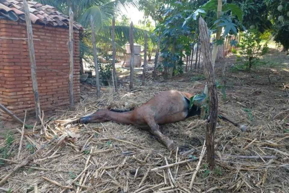 Ataque de abelhas mata cavalo, galinhas e deixa homem ferido