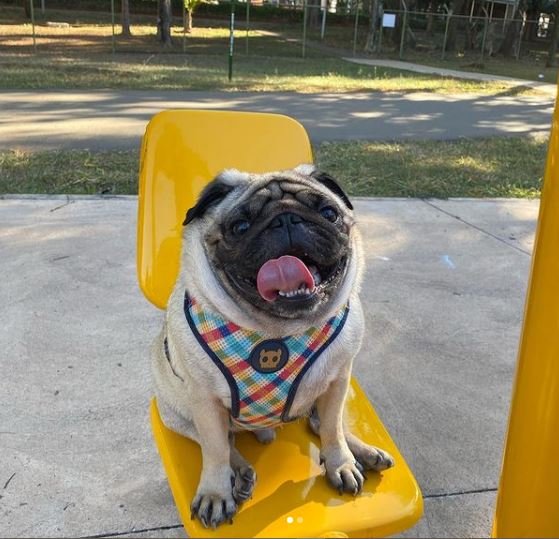 cachorro pug