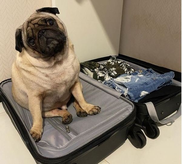 cachorro pug
