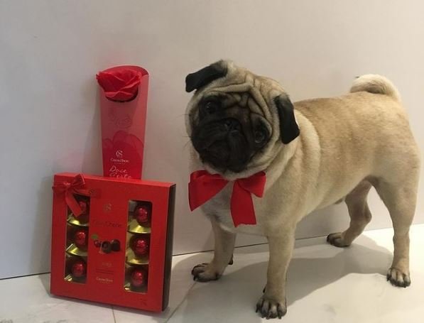 cao pug