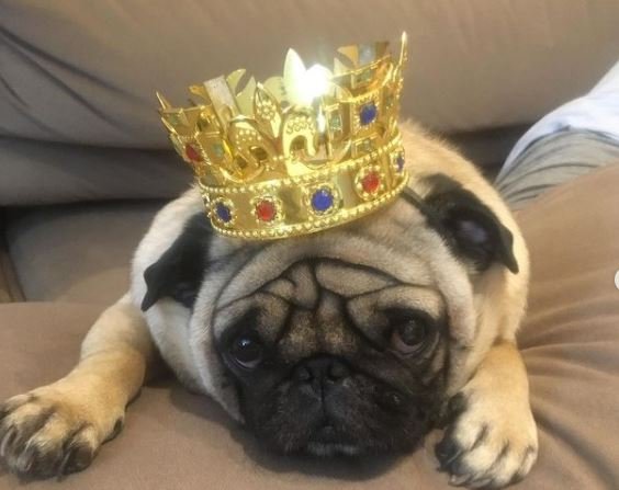 cão pug