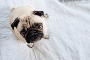 10 curiosidades incríveis sobre a raça pug
