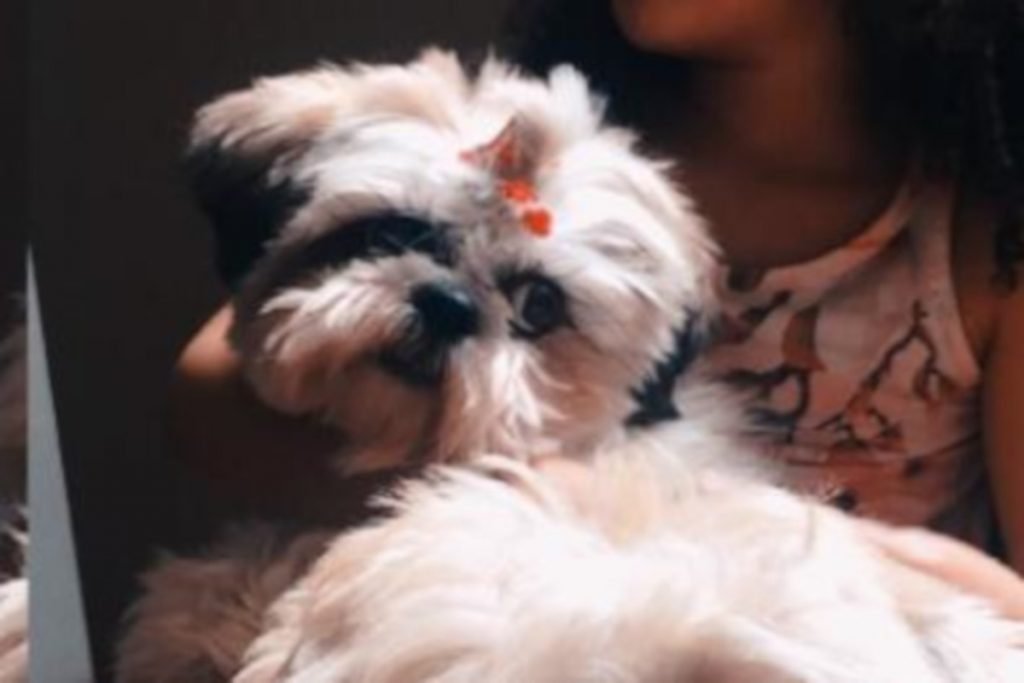 cachorra em colo de menina