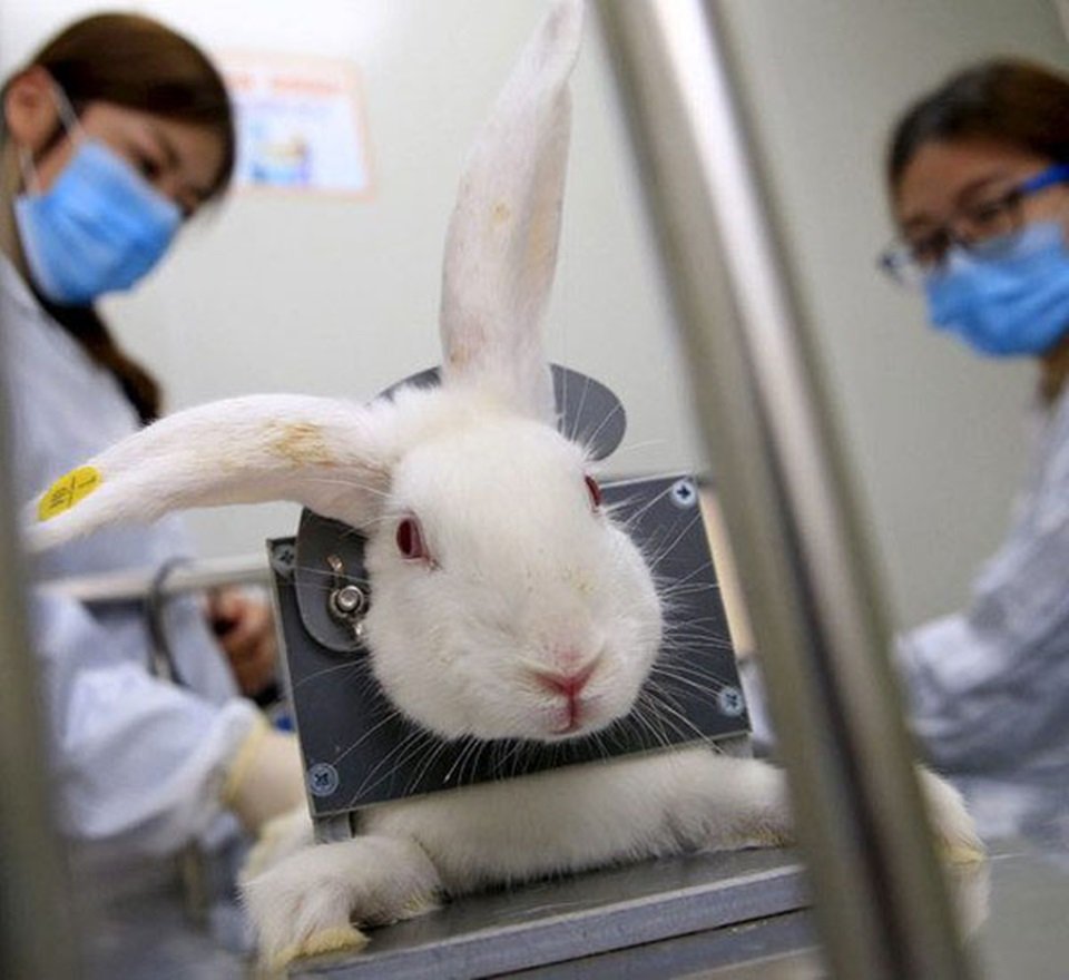 Testes de cosméticos em animais serão proibidos no DF, com multa de R$ 1 mi