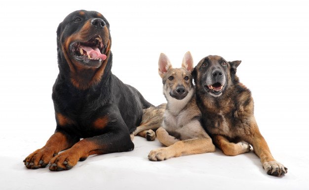 Três cachorros